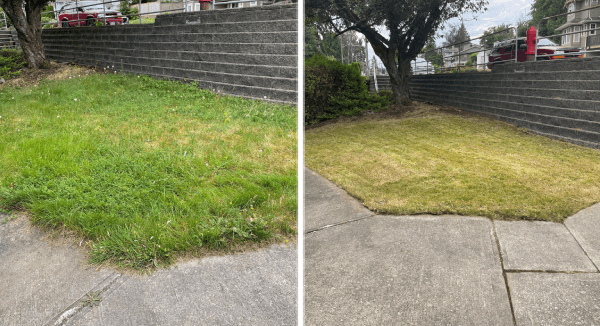 Before and after: a terraced lawn given a tidy mow and crisp edge