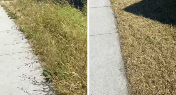 Before and after: a sidewalk strip of knee-high weeds mowed down to a clean, walkable edge