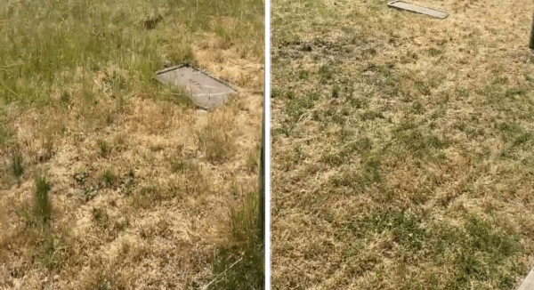 Before and after: a patchy weedy lot mowed flat and even