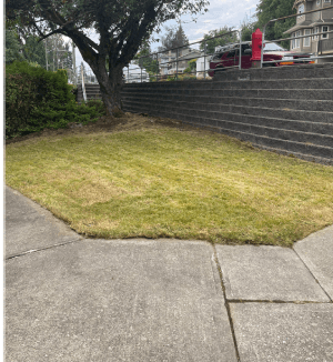 A freshly mowed, edged lawn on a terraced Port Coquitlam street
